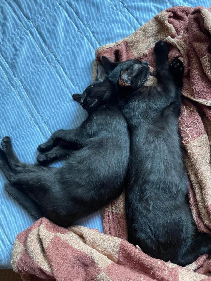 古民家ゲストハウス大ちゃん家 ชิมันโตะ ภายนอก รูปภาพ