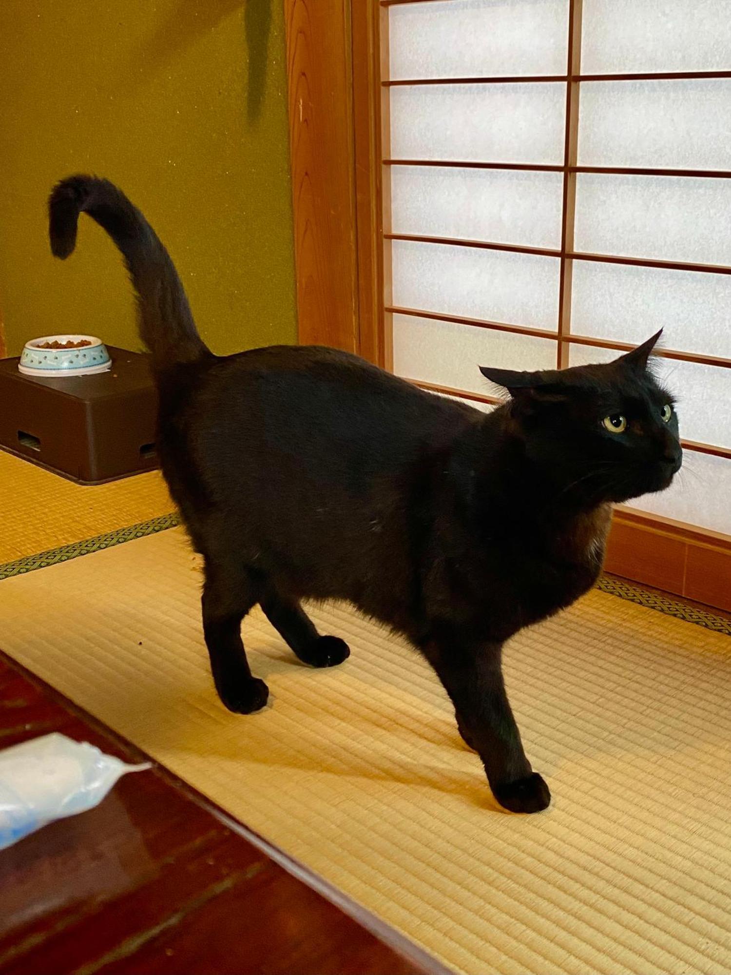 古民家ゲストハウス大ちゃん家 ชิมันโตะ ภายนอก รูปภาพ